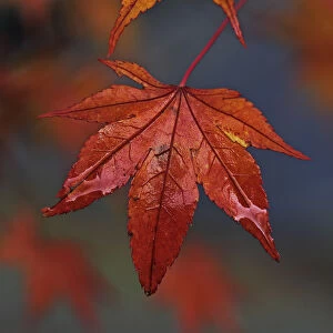 Downy Japanese Maple, Fullmoon Maple -Acer japonicum-, Mainau island, Baden-Wuerttemberg, Germany, Europe