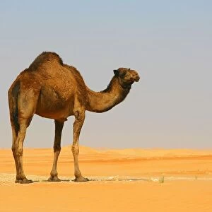 A Dromedary Arabian Camel (Camelus dromedarius) Standing in the Desert