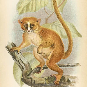 The Magical World of Illustration Postcard Collection: Primates by Henry O. Forbes - London 1894