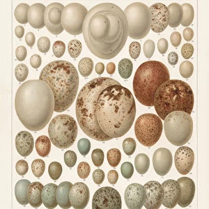 Eggs of European birds, lithograph, published in 1897