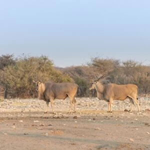 Two elands -Taurotragus oryx-, Chudop water hole, Etosha National Park, Namibia