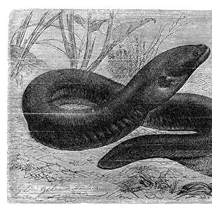 The electric eel (Electrophorus electricus)