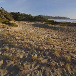 Endangered And Rare Coastal Sand Dunes At Wickaninnish Beach (Which Connects To Long Beach) In Pacific Rim National Park Near Tofino; British Columbia Canada