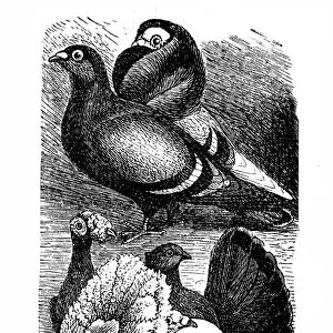 English Carrier and English Fantail pigeon