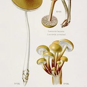 Enoki Collybia mushroom 1891