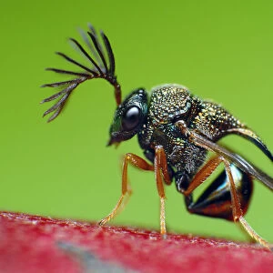 Eucharitid wasp