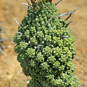 Euphorbia multiceps, Namaqualand, South Africa, Africa