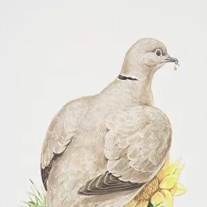 Eurasian Collared Dove (Streptopelia decaocto), illustration of pigeon like bird, buffy-pink plumage and black neck collar, back view