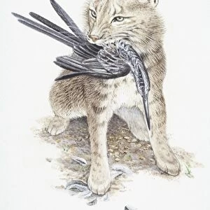 Eurasian Lynx, Felis lynx, with a bird in its mouth