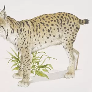Eurasian Lynx (felis lynx), side view