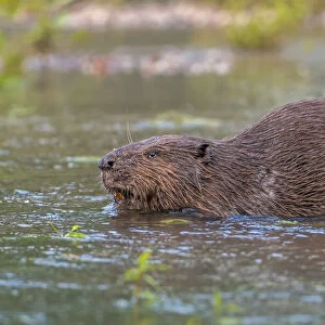 European Beaver -Castor fiber-, foraging, diurnal, Middle Elbe, Saxony-Anhalt, Germany