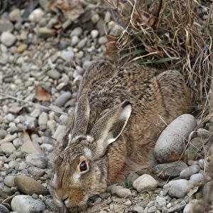 European Hare -Lepus europaeus- crouched in a shallow form, Allgaeu, Bavaria, Germany, Europe