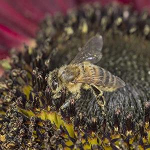European Honey Bee -Apis mellifera- on a red Sunflower -Helianthus-