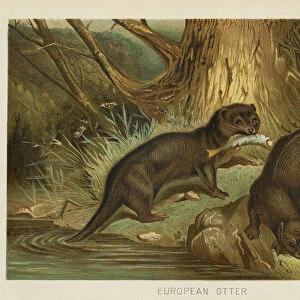 European otter chromolithograph 1896
