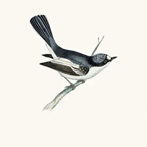 European pied flycatcher bird