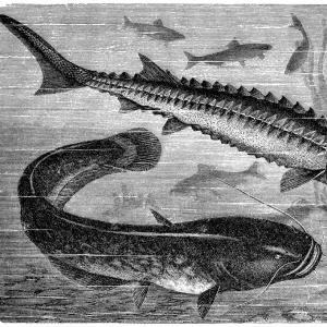 European sea sturgeon (Acipenser sturio) and wels catfish (Silurus glanis)