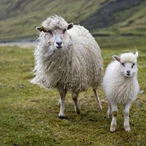 Ewe with lamb, Streymoy, Faroe Islands, Denmark