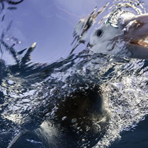 Extremely close view of a brown headed albatross as it sticks its beak underwater, New Zealand
