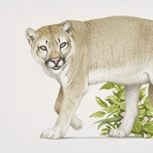 Felis concolor, Puma on the prowl