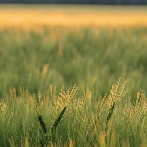 Field of barley (Hordeum vulgare) in afternoon light, Vexin Region, Normandy, France