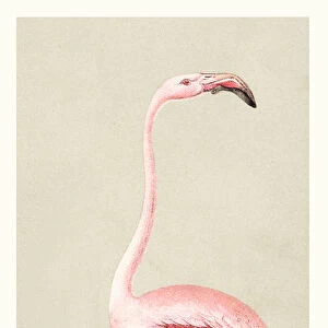 Flamingo illustration 1888