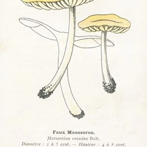 Flase mousseron mushroom engraving 1895