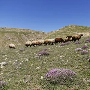 A flock of sheep on a mountain pasture in the Taurus Mountains, near Adilcevaz, Bitlis Province, Eastern Anatolia Region, Anatolia, Turkey