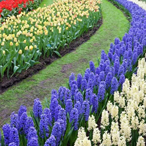 Flower gardens of Keukenhof, Netherlands