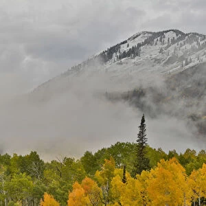 Fog rising around East Beckwith Mountain near Crested Butte in fall colors, Colorado, USA