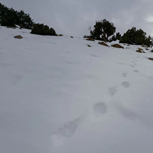 Footprints in snow, High Atlas Mountains, Imlil, Morocco