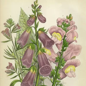 Foxglove, Digitalis, Snap Dragon, Antirrhinum, Victorian Botanical Illustration