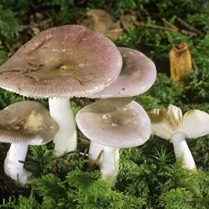 Fragile Brittlegill (Russula fragilis) mushroom