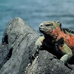 GalAapagos Marine Iguana