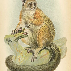 Galago primate 1894
