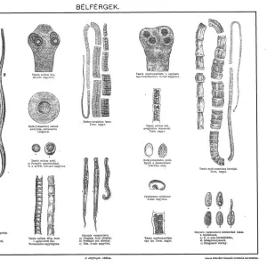 Gastrointestinal nematodes