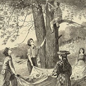 Gathering chestnuts, under a chestnut tree, 1870, Italy, Historic, digitally restored reproduction from a 19th century original