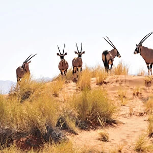 Gemsbok or gemsbuck (Oryx gazella) on a dune in the Namib Rand Nature Reserve, Namib Desert, Namibia, Africa