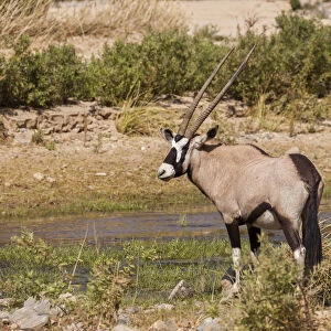 Gemsbok -Oryx gazella-, Kaokoland, Namibia