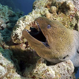 Giant moray -Gymnothorax javanicus-, Red Sea, Egypt, Africa