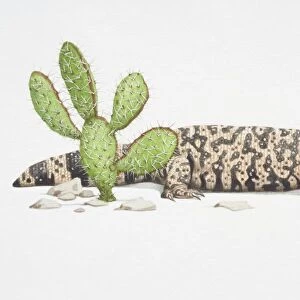 Lizards Cushion Collection: Gila Monsters