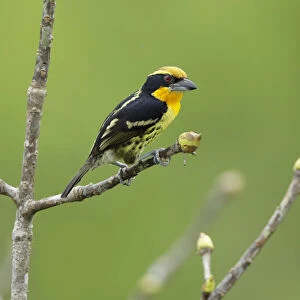 New World Barbets Collection: Gilded Barbet