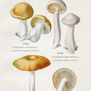 Gills mushroom 1891