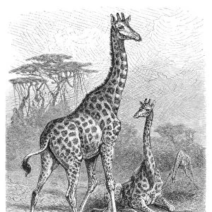 Giraffe engraving 1882