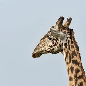 Giraffe -Giraffa camelopardalis-, portrait, Arusha Region, Tanzania