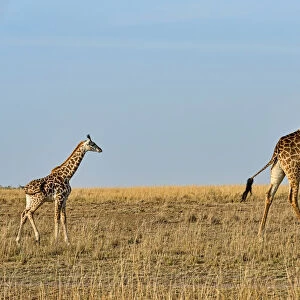 Giraffes -Giraffa camelopardalis-, adult female with young, Msai Mara National Reserve, Kenya