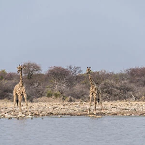 Giraffes -Giraffa camelopardis- drinking, Klein Namutoni water hole, Etosha National Park, Namibia