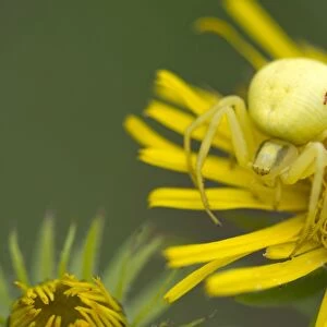 Goldenrod Crab Spider -Misumena vatia- on a British Yellowhead -Inula britannica-, Burgenland, Austria