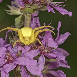 Goldenrod Crab Spider -Misumena vatia- lurking on Purple Loosestrife -Lythrum salicaria-, Untergroeningen, Baden-Wuerttemberg, Germany, Europe