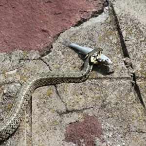 Grass snake -Natrix natrix- with a captured Belica or Moderlieschen -Leucaspius delineatus-, Lake Balaton, Hungary, Europe
