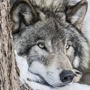 Gray Wolf Resting In the Snow